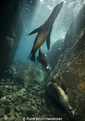 Playful sea lions from Los Islotes. by Rune Edvin Haldorsen 